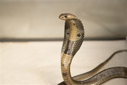 Wildlife Conservation Society’s Bronx Zoo  Rescues Stowaway Cobra on Container Ship 